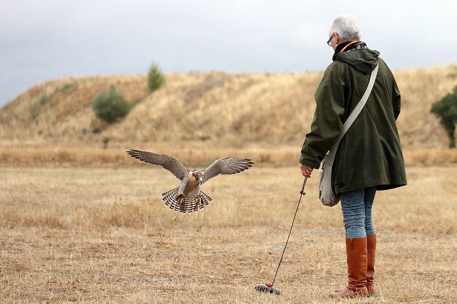 Los campos de vuelo de La Virgen del Camino acogen la celebración de las XXIV Jornadas Internacionales de Cetrería del Norte de España, una ocasión única para ver volar a 130 aves rapaces llegadas desde todos los rincones del planeta