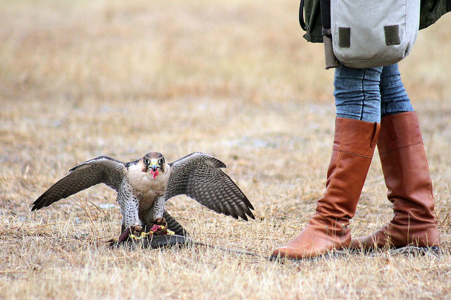 Los campos de vuelo de La Virgen del Camino acogen la celebración de las XXIV Jornadas Internacionales de Cetrería del Norte de España, una ocasión única para ver volar a 130 aves rapaces llegadas desde todos los rincones del planeta