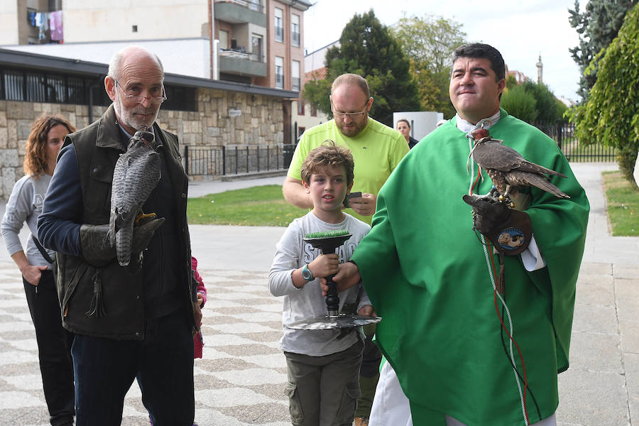 La Virgen del Camino acoge durante este puente las XXIV Jornadas Internacionales de Cetrería del Norte de España