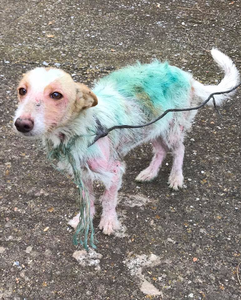 Fotos: Abandonan en Valcabado del Páramo dos perras enfermas de sarna