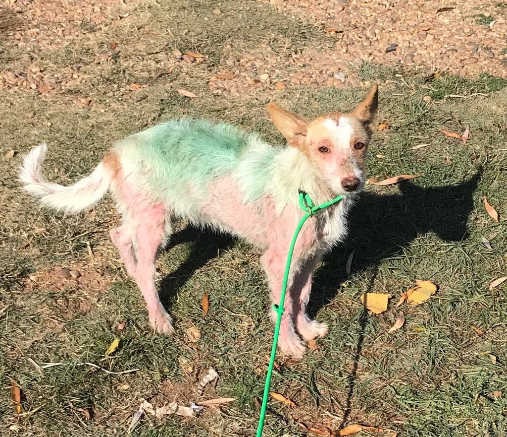 Fotos: Abandonan en Valcabado del Páramo dos perras enfermas de sarna