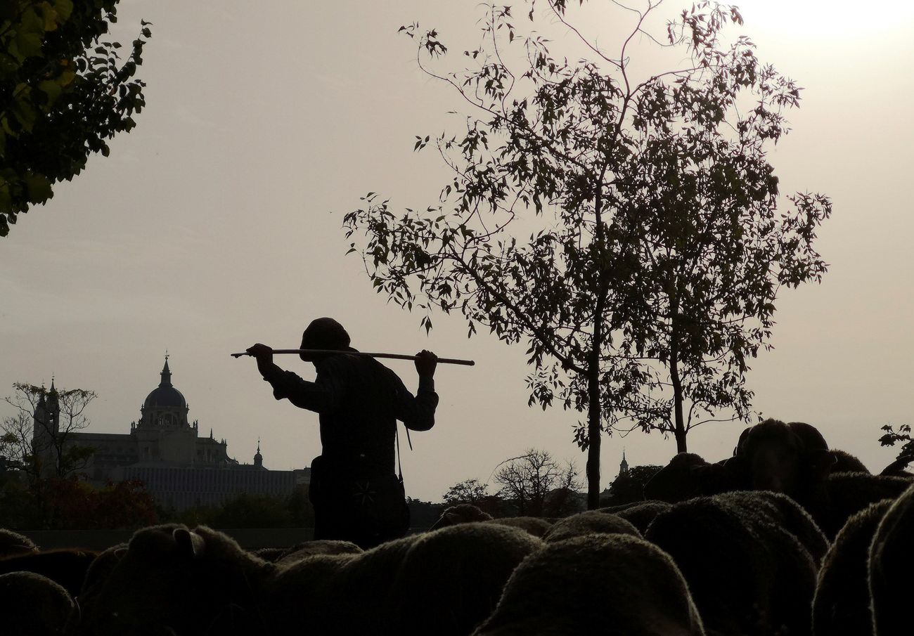 Imagen de la trashumancia a su paso por Madrid capital tras iniciar su camino en Picos de Europa