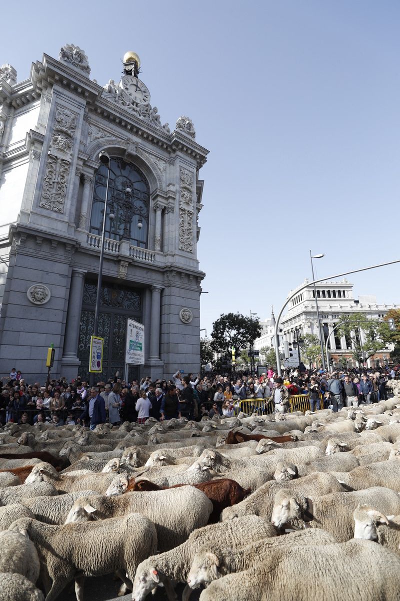 Imagen de la trashumancia a su paso por Madrid capital tras iniciar su camino en Picos de Europa