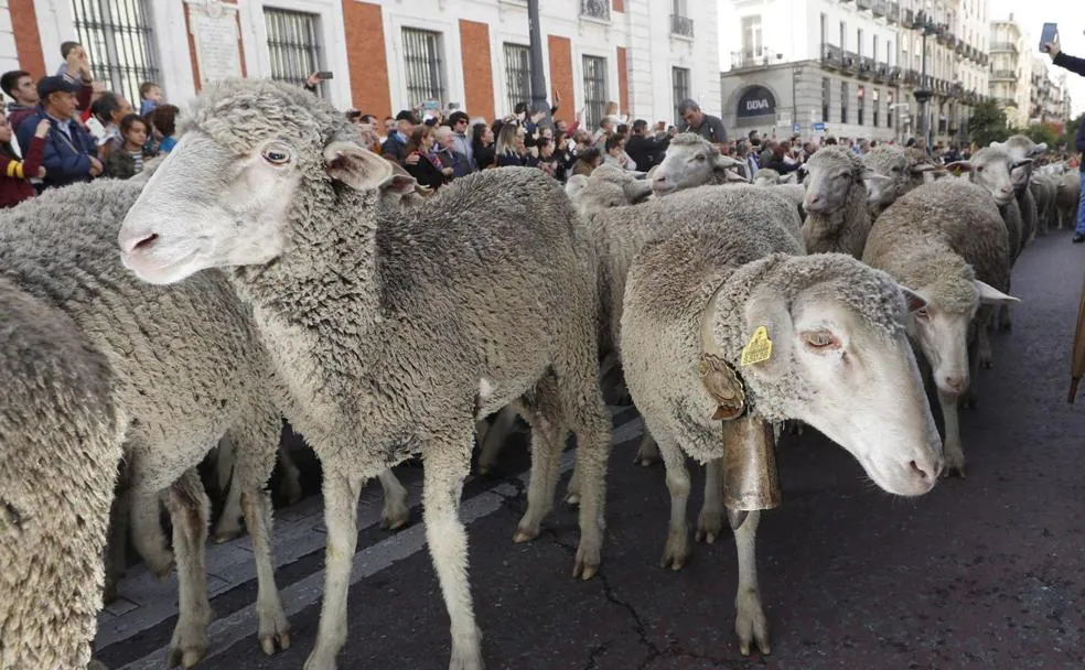Imagen de las ovejas de la trashumancia este domingo a su paso por Madrid.