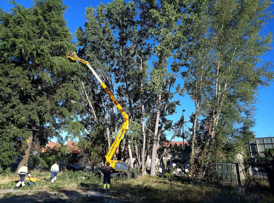 Fotos: El Ayuntamiento de León retira 14 chopos en Vilecha