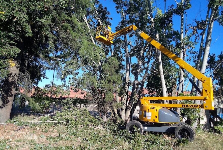 Fotos: El Ayuntamiento de León retira 14 chopos en Vilecha