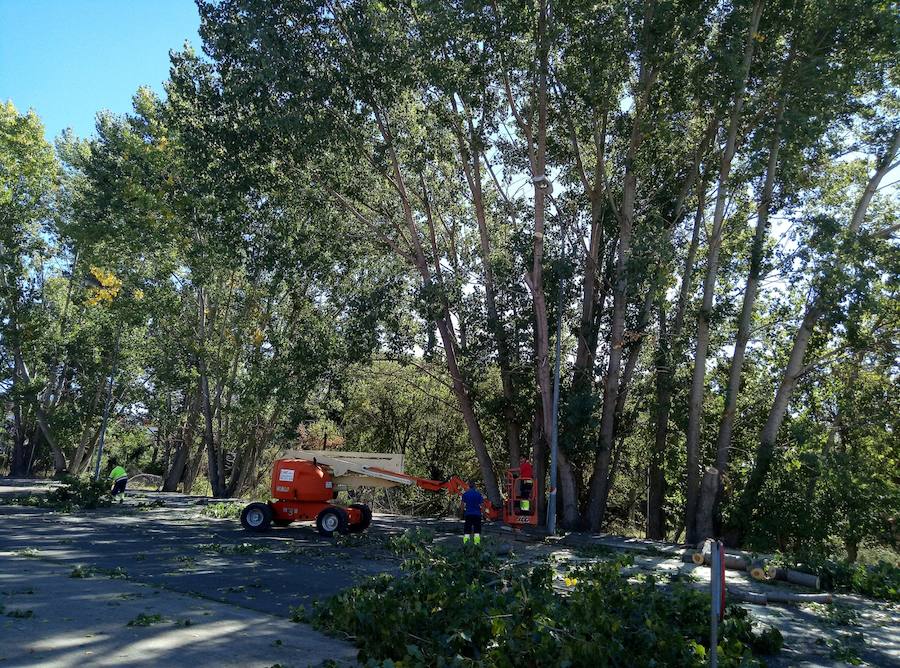Fotos: El Ayuntamiento de León retira 14 chopos en Vilecha