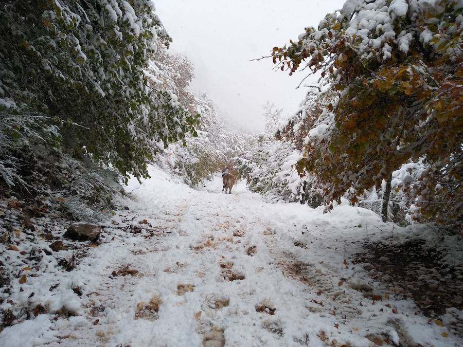 Fotos: La nieve complica la circulación de Pajares, el Huerna y Somiedo