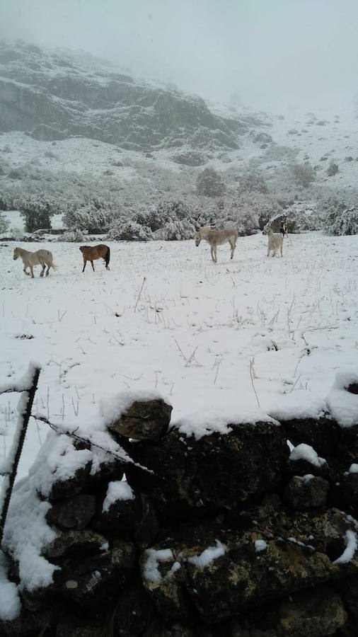 Fotos: La nieve complica la circulación de Pajares, el Huerna y Somiedo