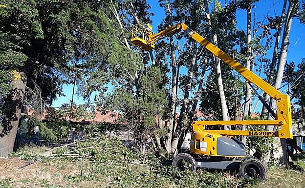 Retirada de los chopos.