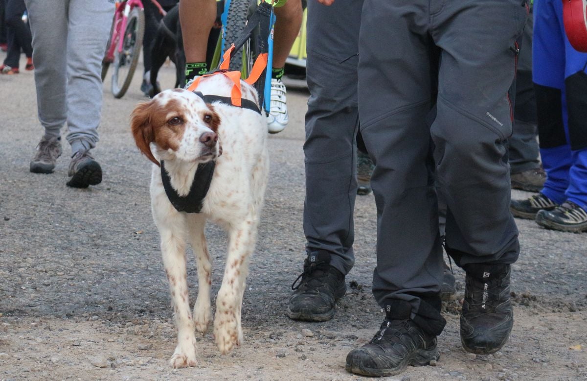 Fotos: Valdefresno vive el mushing