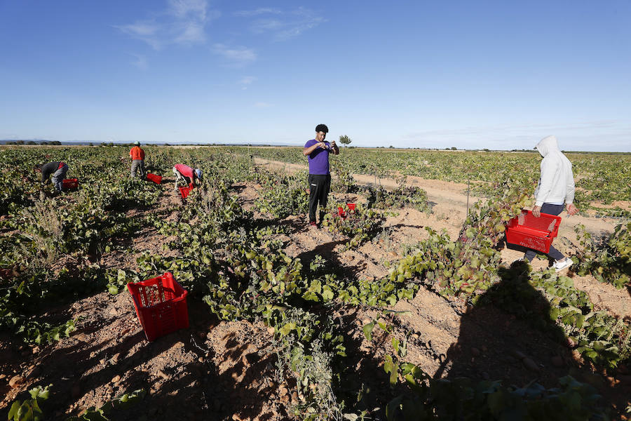 Fotos: Vendimia en los viñedos de la bodega Fuentes del Silencio situada en Herreros de Jamuz