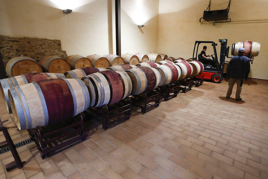 Fotos: Vendimia en los viñedos de la bodega Fuentes del Silencio situada en Herreros de Jamuz