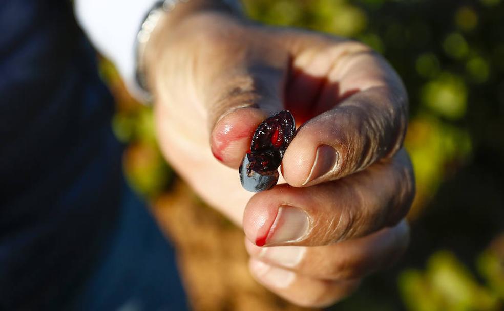 Una de las uvas de Fuentes del Silencio. 