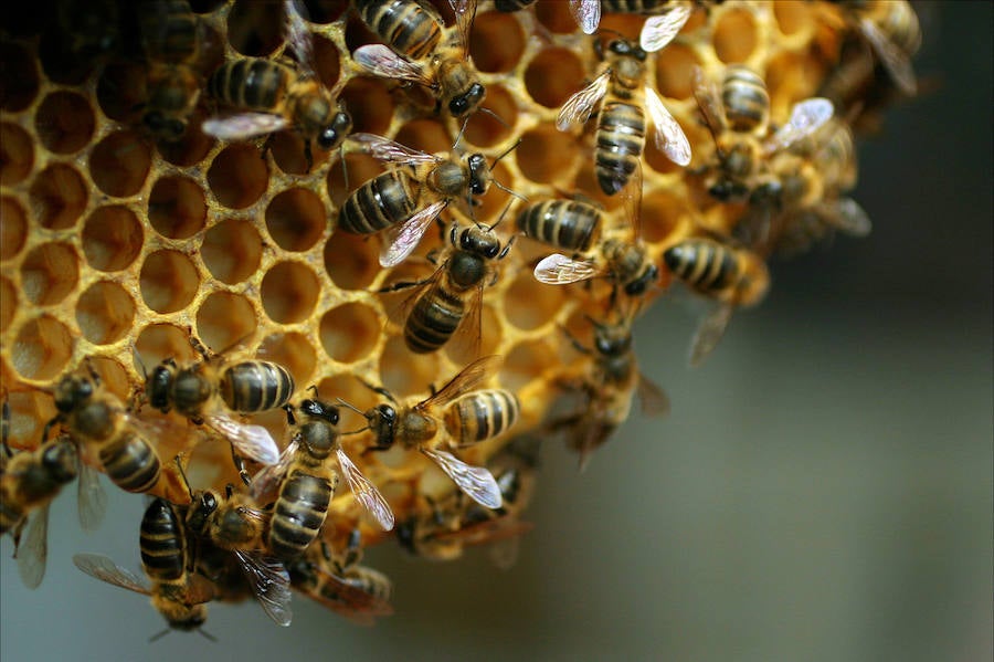 Colmena de abejas en el Museo de Abejas de Poyales del Hoyo (Ávila).