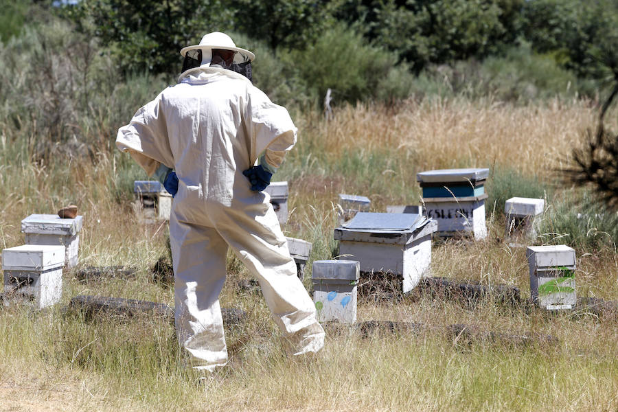 Fotos: La sequía y las heladas provocan el desplome de la producción de miel