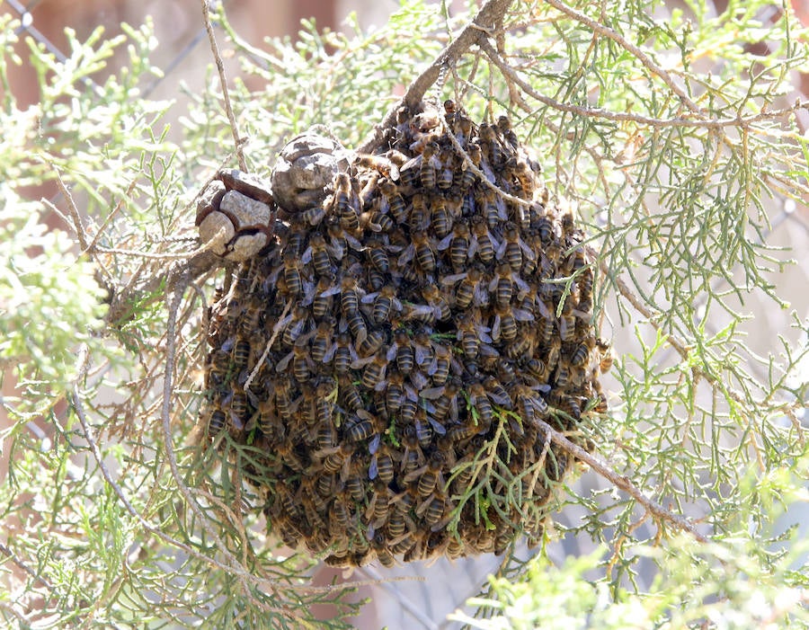 Fotos: La sequía y las heladas provocan el desplome de la producción de miel