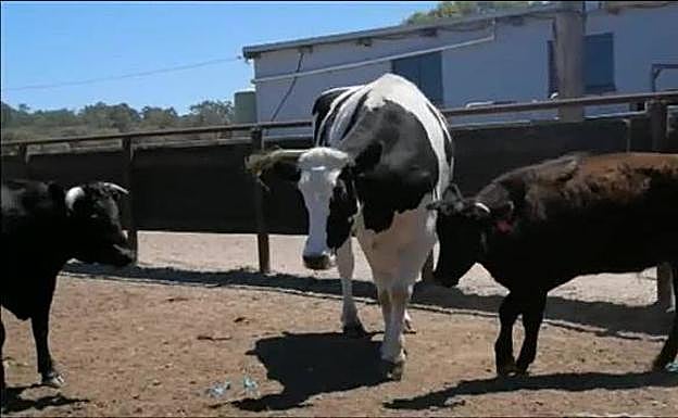 La vaca gigante de Australia