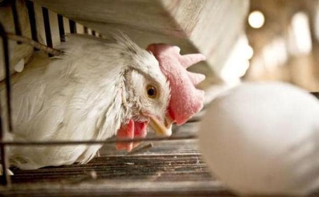 La Junta incrementa un 50% las ayudas de vacunación contra la salmonelosis para mejorar la competividad de las granjas avícolas