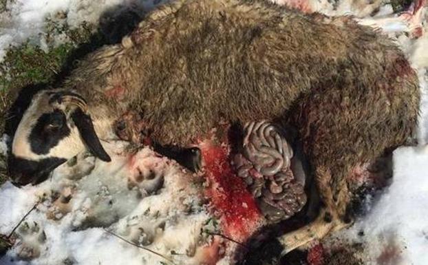 Imagen de arhcivo de una oveja víctima de un ataque de lobo en Maraña. 