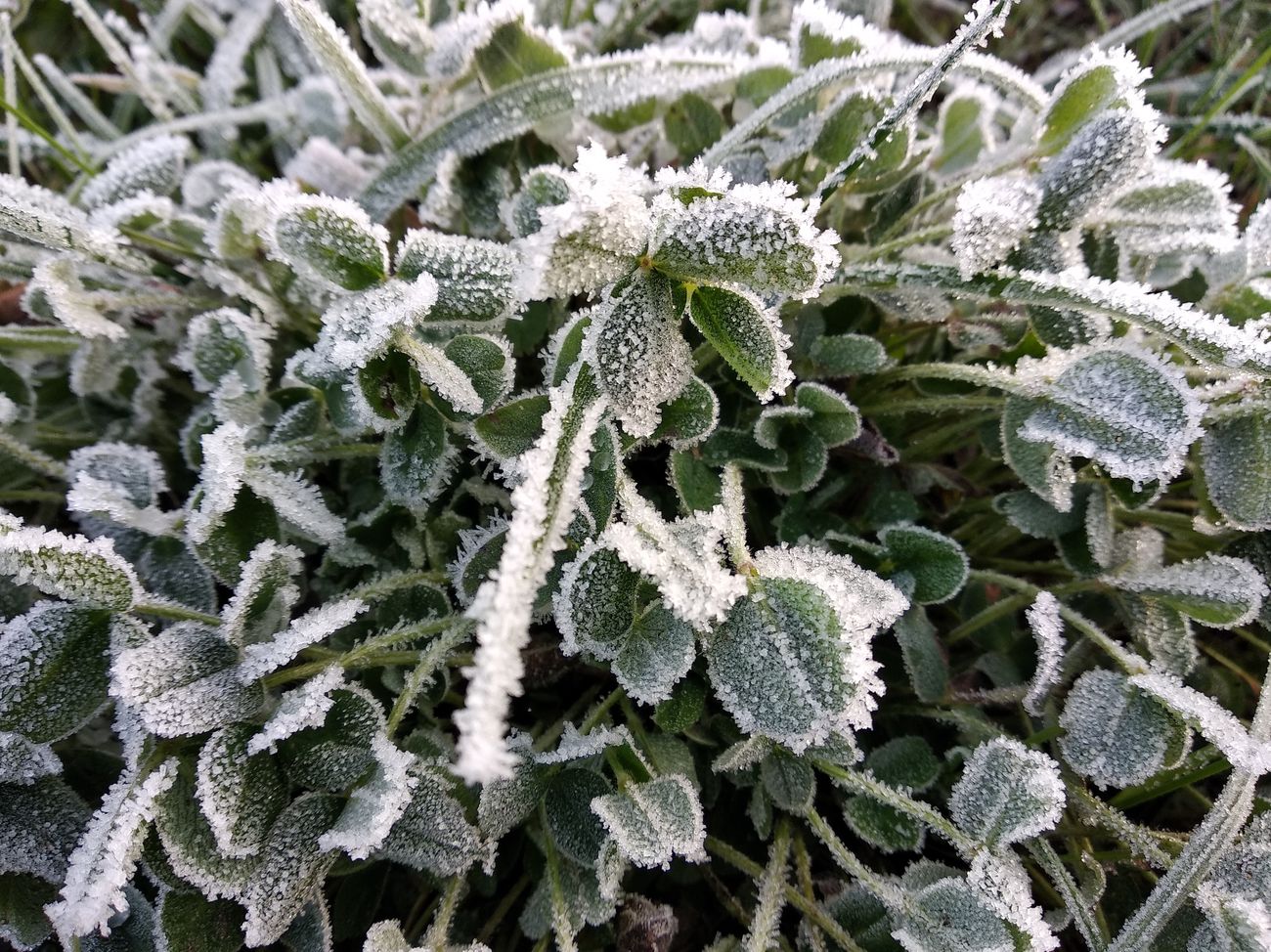 Niebla, frío y helada en el Bierzo