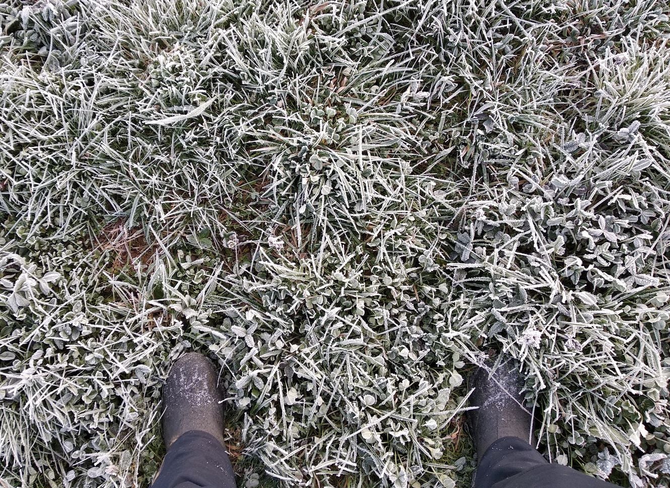 Niebla, frío y helada en el Bierzo