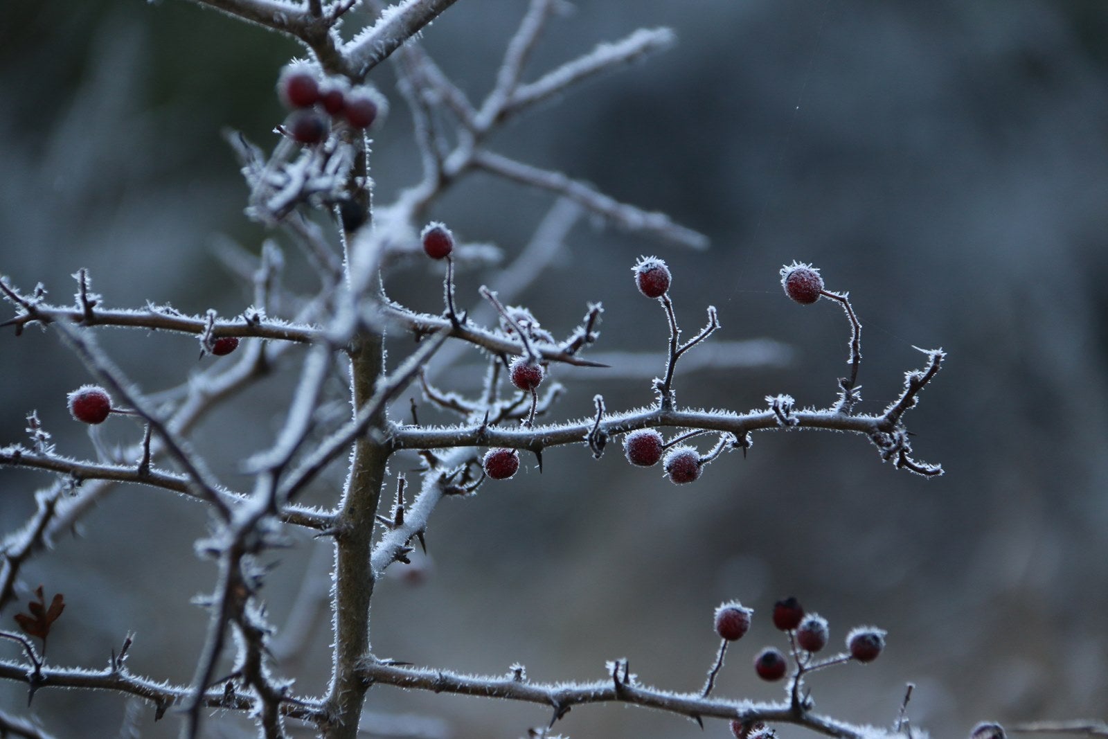Imágenes del recorrido de la Transcandamia 2019 - segunda parte
