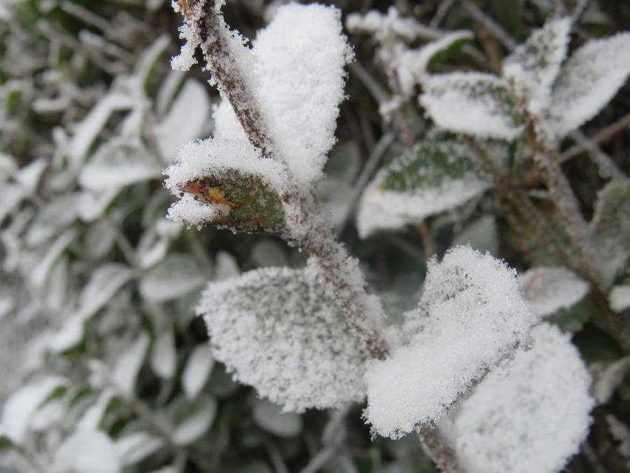 Fotos: Imágenes de la helada en León