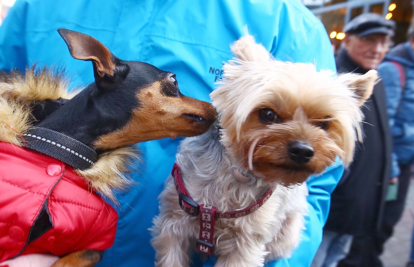 Tradicional bendición de animales por la festividad de San Antón en Cacabelos