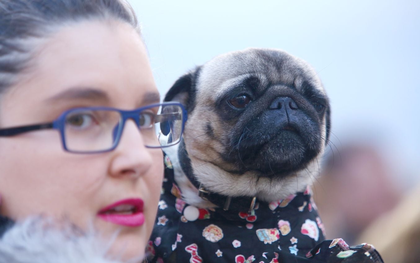 Tradicional bendición de animales por la festividad de San Antón en Cacabelos