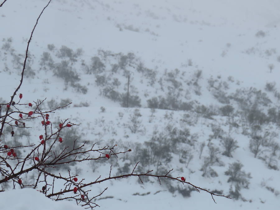 Fotos: León, bajo la nieve... y la lluvia