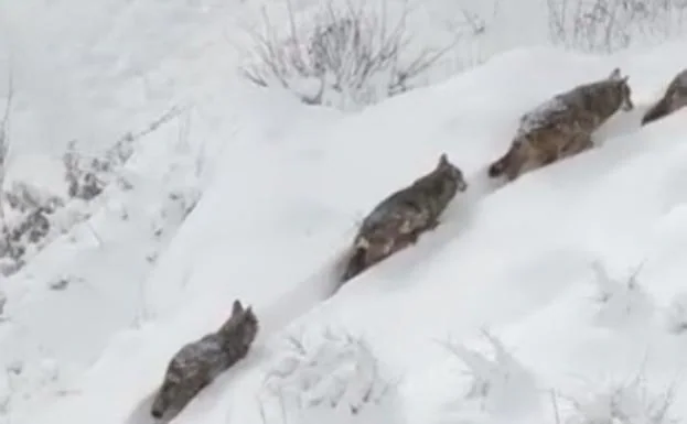 El vídeo viral de los siete lobos en la nieve y cerca de un pueblo...  grabado en Italia 