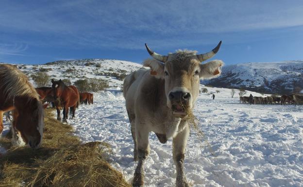 Galería. Bueyes alimentados por rollos de hierba durante este fin de semana.