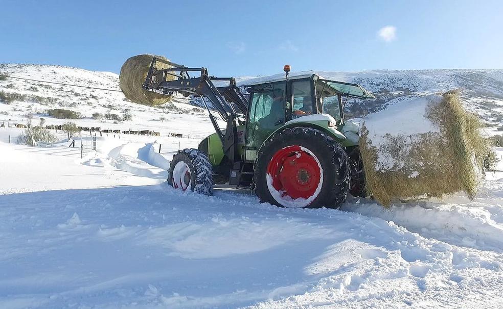 Un tractor con tres rollos de hierba de media tonelada en el puerto de La Magdalena.