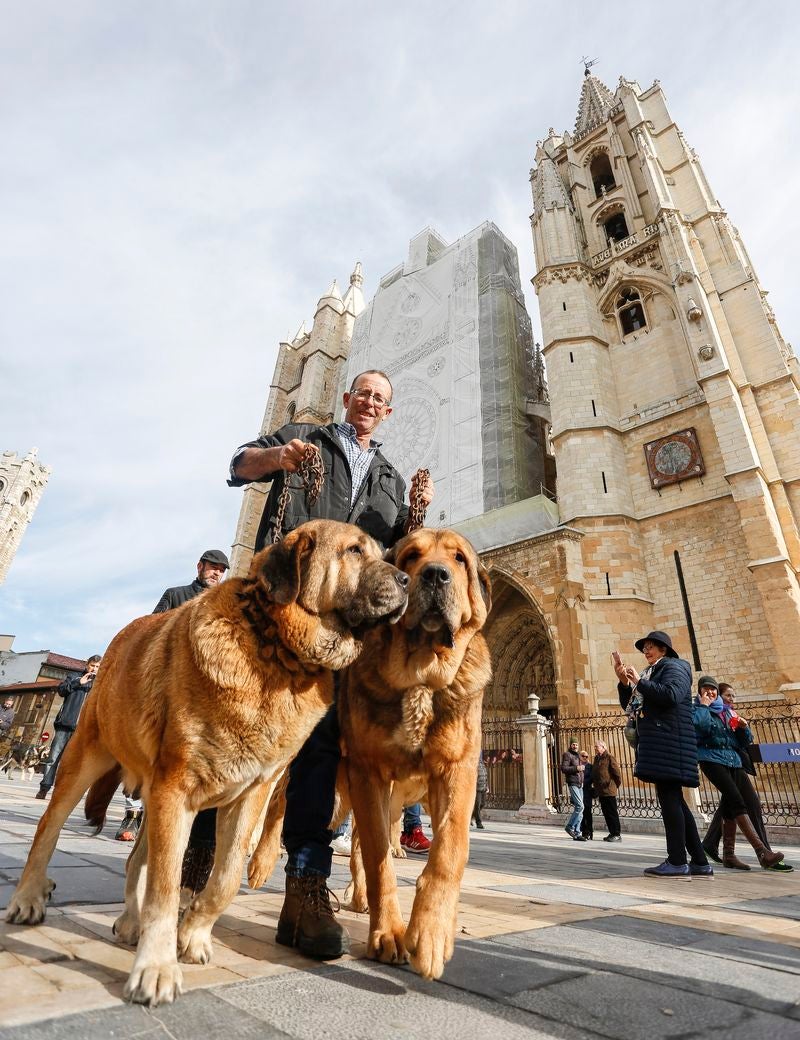 Acto de entrega de premios del Campeonato de León para Mastín 2018