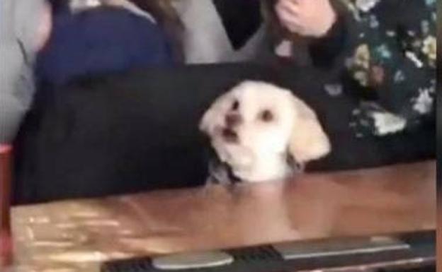 Un vídeo muestra a un perro muy tranquilo sentado en la barra de un bar mirando la película de los '101 Dálmatas' mientras su dueño toma algo y conversa con sus amigos.