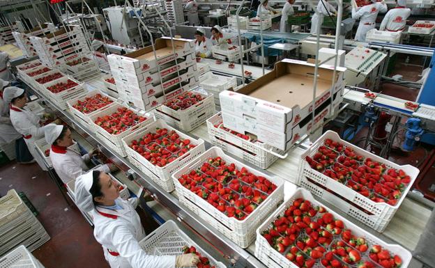 Unas mujeres trabajan dentro de una fábrica empaquetando fresas. 