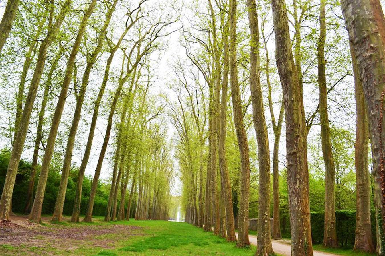 Versalles, Francia | Pasar una noche entre los árboles del bosque de Versalles es otra de las maneras de disfrutar de la acampada de una forma especial. Aquí se encuentra el camping Huttopia Versailles, en el que se puede vivir la naturaleza sin dejar de lado algunas comodidades: puedes alquilar una cabaña, tienda de campaña o una caravana. 