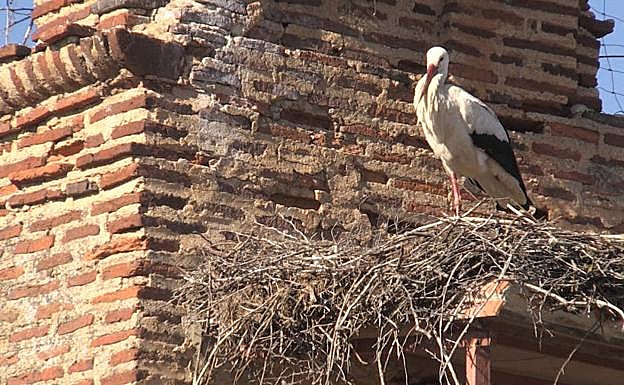 Galería. Una cigüeña en el campanario de la iglesia de Valverde. 