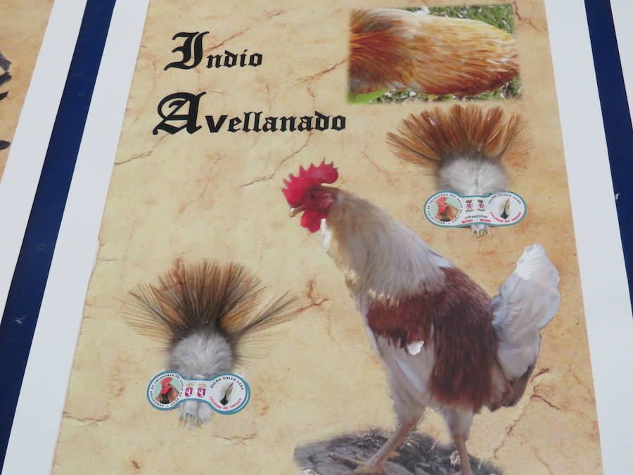 Fotos: XXIII Muestra de Gallo de Pluma y Mosca Artificial de La Vecilla