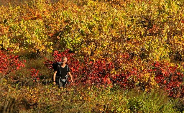 El sector del enoturismo está en expansión en El Bierzo. 