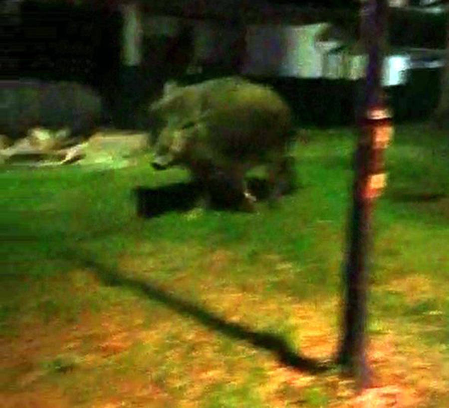 Captura de vídeo del paso de los animales por una urbanización de la Granja.