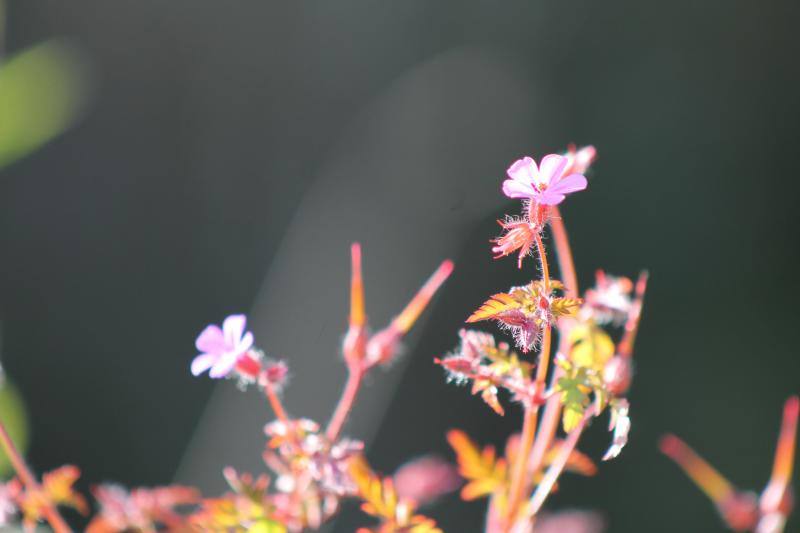 Las flores ya empienzan a adornar el paisaje asturiano con la llegada de la época primaveral.