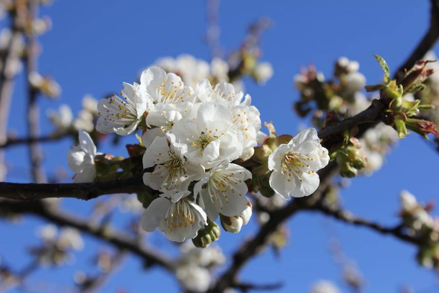 Fotos: Los cerezos en flor de Corullón