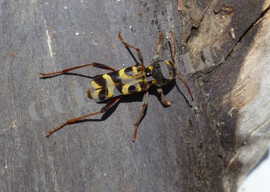Investigadores de la ULE identifican los compuestos volátiles de las variedades de Albarín, Mencía y Prieto Picudo