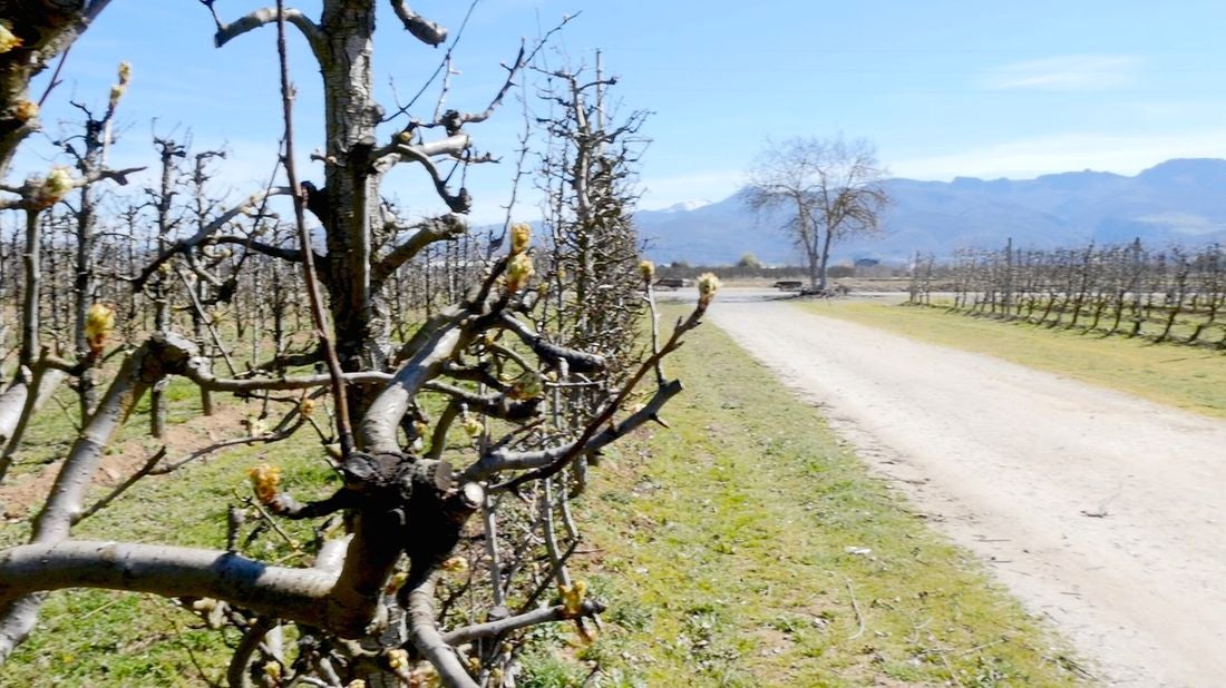 Leonoticias recorre la provincia para descubrir lo que esconden los productos de León avalados con un sello de calidad, en la primera parada conocemos la manzana reineta, la pera conferencia, la castaña, la cereza, el pimiento asado y, como no, el emblema culinario de la comarca bercina