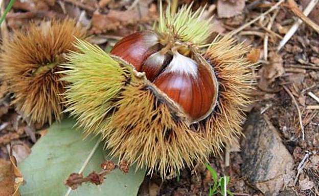 Leonoticias recorre la provincia para descubrir lo que esconden los productos de León avalados con un sello de calidad, en la primera parada conocemos la manzana reineta, la pera conferencia, la castaña, la cereza, el pimiento asado y, como no, el emblema culinario de la comarca bercina