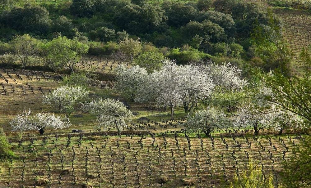 Leonoticias recorre la provincia para descubrir lo que esconden los productos de León avalados con un sello de calidad, en la primera parada conocemos la manzana reineta, la pera conferencia, la castaña, la cereza, el pimiento asado y, como no, el emblema culinario de la comarca bercina