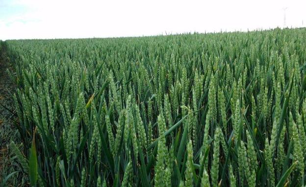 Campo de cereal con semillas de la variedad Chambo.