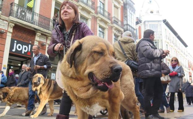 'Más que perros' organiza una nueva 'Operación Saco' para recoger alimentos para animales bajo tutela de asociaciones protectoras